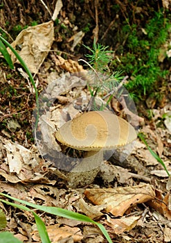 Leccinum scabrum mushroom in real environment