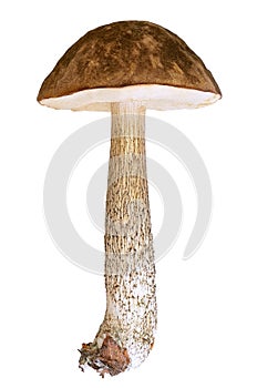 Leccinum scabrum mushroom on white background