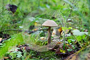 Leccinum scabrum mushrooms in the forest