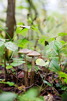 Leccinum scabrum mushrooms in the forest