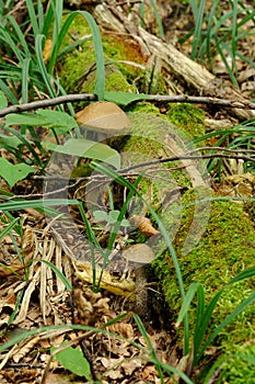 Leccinum scabrum mushrooms in real environment