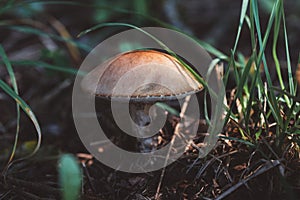 Leccinum scabrum or rough boletus close up. Birch mushroom in the forest