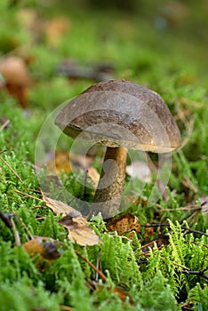 Leccinum scabrum rough-stemmed bolete mushroom in the forest, nature background