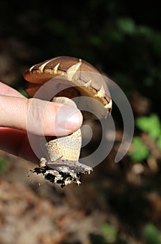 Leccinum scrabum commonly Brown Birch Bolete Mushroom, edible, very tasty, in the wood, macro photography