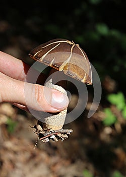 Leccinum scrabum commonly Brown Birch Bolete Mushroom, edible, very tasty, in the wood, macro photography