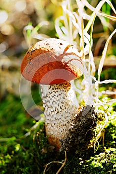 Leccinum versipelle in Freiberg Saxony