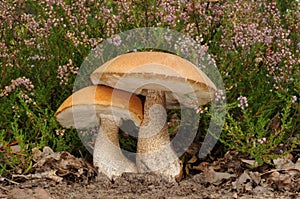 Leccinum versipelle fungus