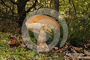 Leccinum versipelle fungus