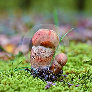 Leccinum versipelle mushroom
