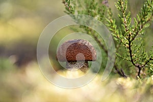 Leccinum vulpinum or foxy bolete