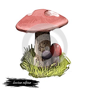 Leccinum vulpinum mushroom digital art illustration with inscription. Boletus vulpinus, foxy bolete realistic clipart.