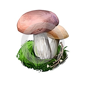 Leccium scabrum mushroom digtal art illustration. Rough-stemmed bolete gwowing by birches watercolor print, scaber stalk