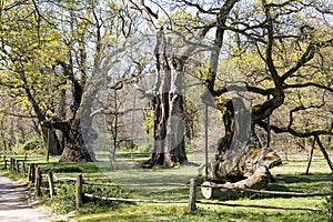 Lech, Czech and Rus - ancient oaks in Rogalin Landscape Park photo