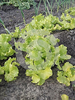 Young Lettuce Greens in Making photo