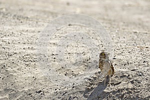 Lechuza de arenal Athene cunicularia photo
