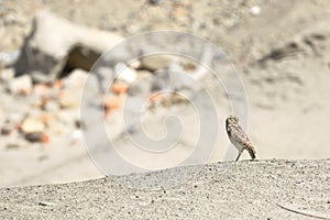 Lechuza de arenal Athene cunicularia photo
