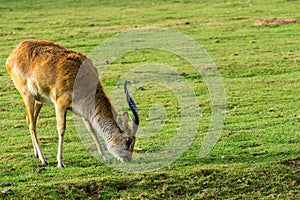 lechwe (Kobus leche) antelope eating grass photo