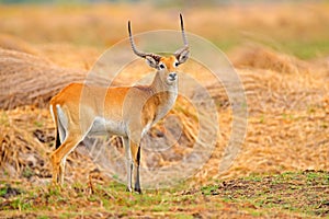  , antilope d'oro erba zone umide Acqua. correre un fiume Acqua, 
