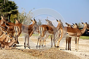 Antilope lechwe or Kobus leche photo