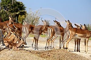 Antilope lechwe or Kobus leche photo