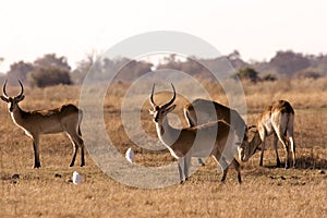 Lechwe in Moremi photo