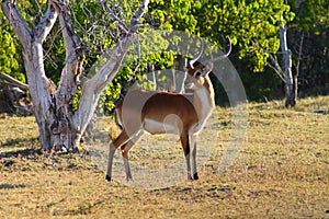 Lechwe photo