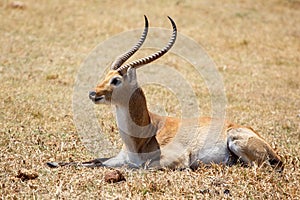 Lechwe - Okavango Delta - Moremi N.P.