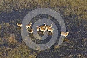 Lechwe in water