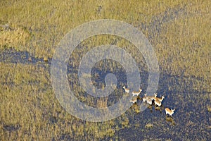Lechwe in water