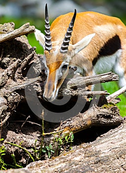 Lechwe waterbuck sniffles