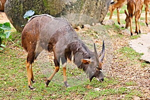 Lechwes eating grass