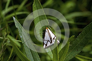 LeConte`s Haploa Moth  813548