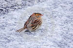 LeConte`s Sparrow in the Snow