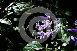 Lectranthus ecklonii flower