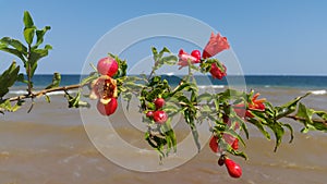 Lakebeach Led green flower