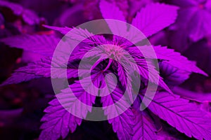 Led grow light pink, cannabis marijuana plant