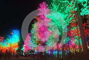 Led Light Festival