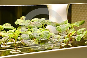 LED Light Indoor Farm Plants