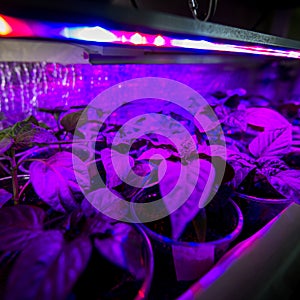 LED lighting Grow plants