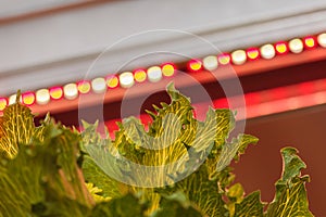 LED lighting used to grow lettuce