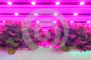 LED lighting used to grow lettuce inside a warehouse