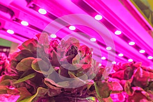 LED lighting used to grow lettuce inside a warehouse