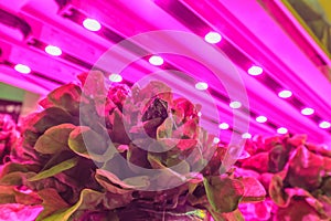 Osvětlení použitý na růst salát uvnitř sklad 