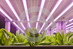 vertical farm Vertical agriculture indoor farm Led Light