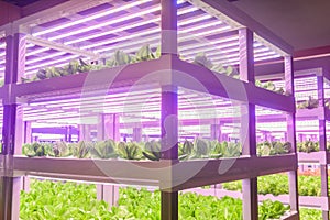 Led plant growth lamp Plant factory vertical farm Vertical agriculture indoor farm