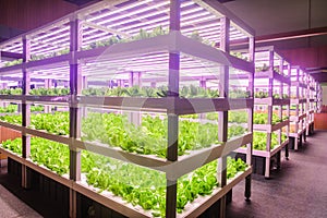 Led plant growth lamp Vertical agriculture vertical farm Plant factory