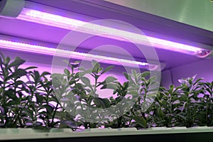 Led plant growth lamp vertical farm Vertical agriculture indoor farm