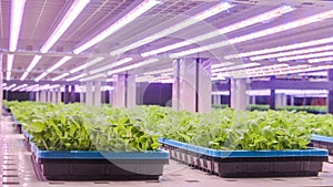 Led plant growth lamp vertical farm Vertical agriculture indoor farm