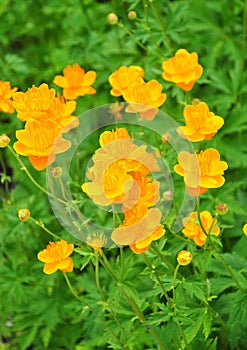 Ledebour globeflower (Trollius ledebourii)