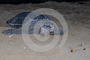 Lederschildpad, Leatherback Sea Turtle, Dermochelys coriacea